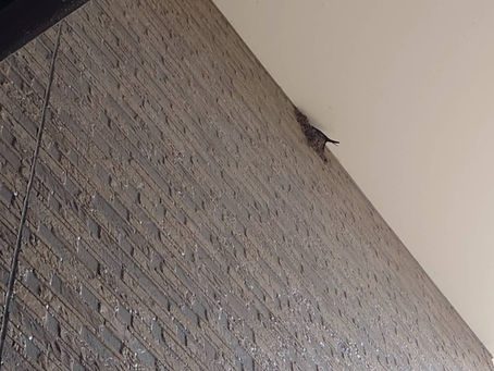 (✿✪‿✪。)ノコンチャ♡