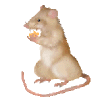 Rat-Chinese-Zodiac-90344.gif