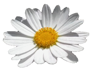 A daisy.gif