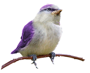 Apassaro-roxo.gif