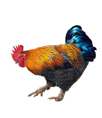 1106544_d4fe9 - Copia.gif