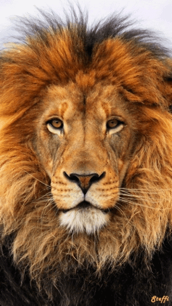 37b11bc1d35234c2afc36afc9bb1263f.gif