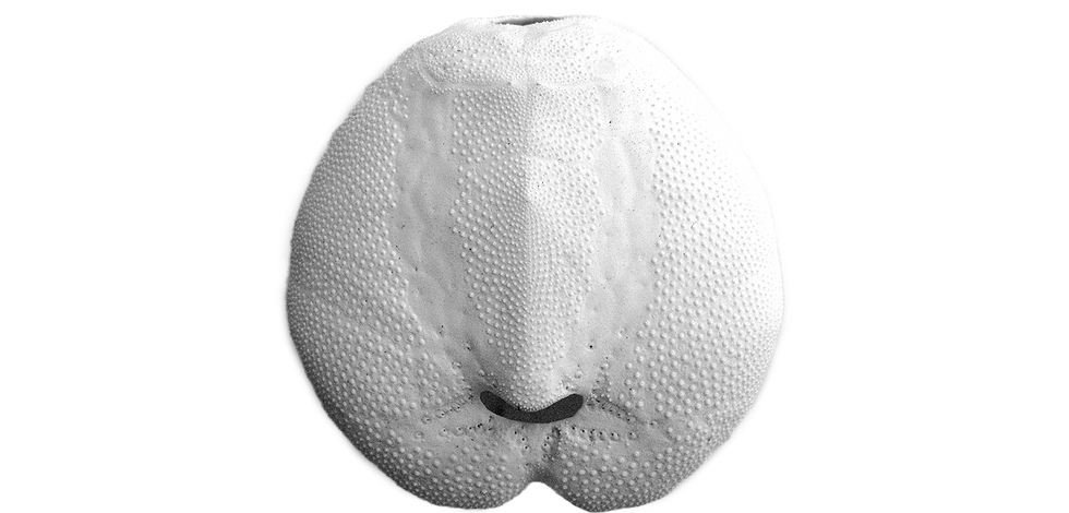 tac-til-coquillages_72_edited_edited_edited.png