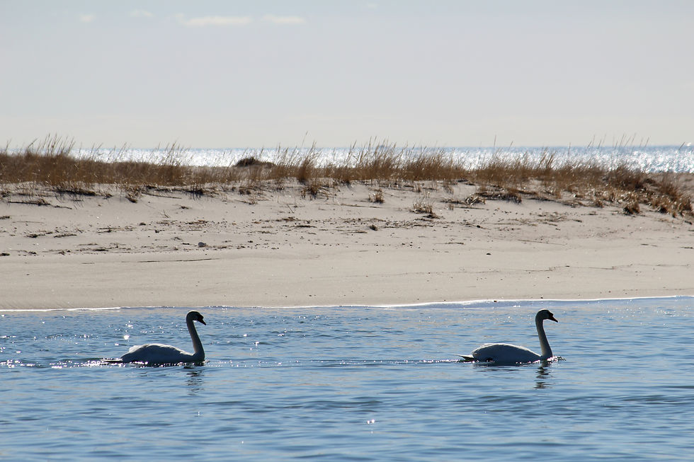 Swan's in Cotuit Bay Next to Sampson's Island 2.jpg