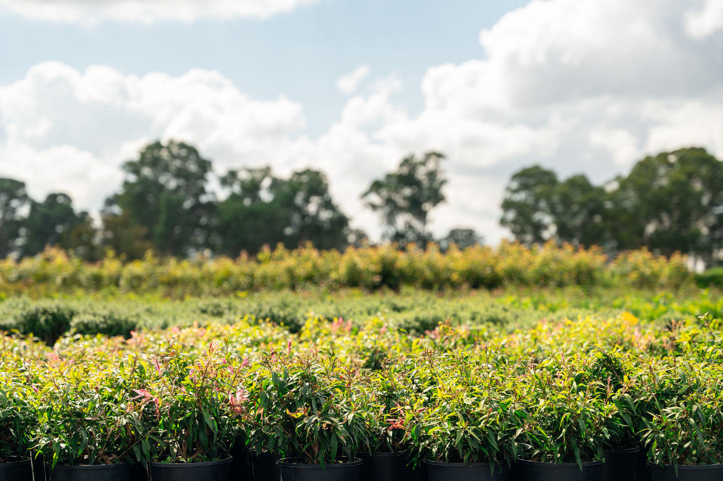 Plant Nursery