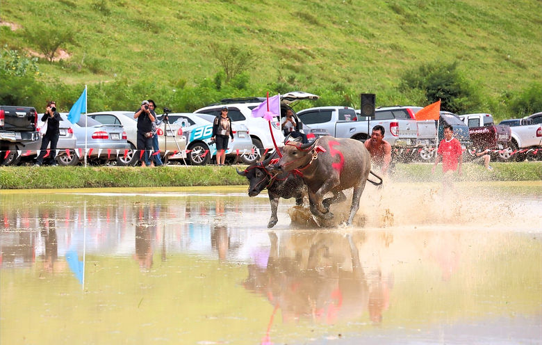 buffalo racing festival Chonburi Miss Buffalo Beauty Competitions Thai Fair Food music enterainment festive atmosphere