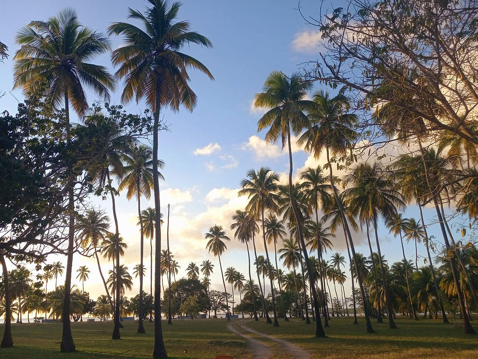 Palm Trees.jpg