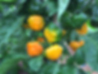 スコッチボネット(Scotch Bonnet)