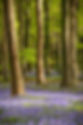 Mark-Davies-Photography-Angmering-Woods-Walk-19th-April-2026-15.jpg