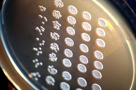 Saccharomyces_cerevisiae.jpg