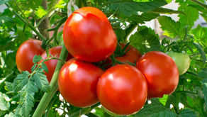 TOMATOES and YOU