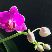 MHough.#2._Here I AM_ phalaenopsis orchid.photograghy.jpeg