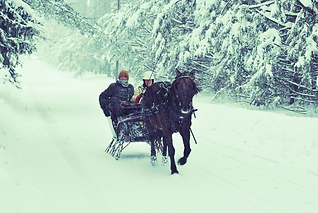 Shaggy%20with%20Sleigh%20I_edited.JPG