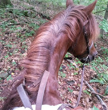 Shaggy from Stephanie.jpg