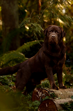 chocolate english lab stud