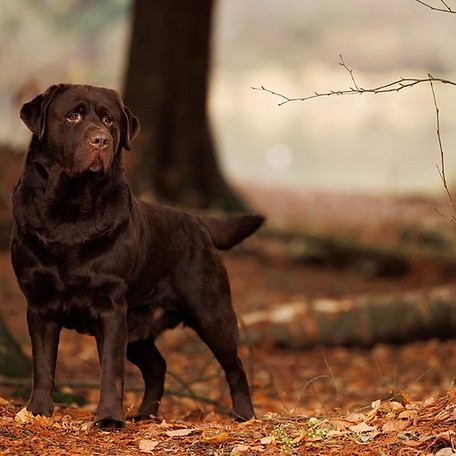 Chocolate English Lab Male