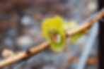 Les feuilles des vignes en pousse