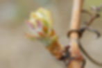 Tsampéhro_Vignes