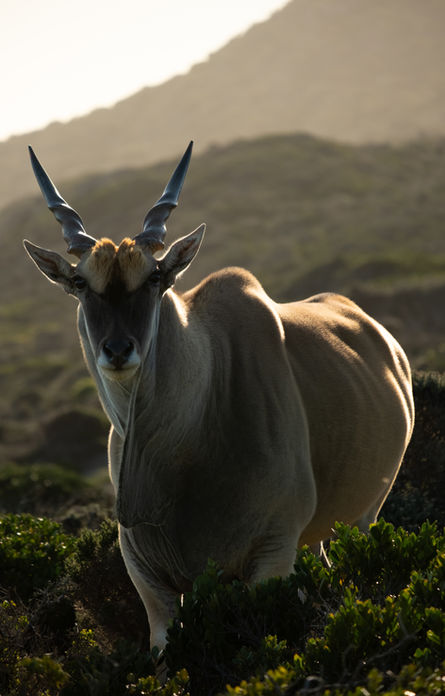 Southern Eland