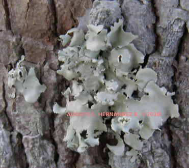 Parmotrema praesorediosum