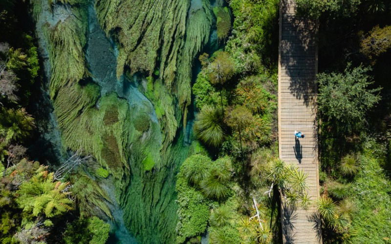Blue Spring (Te Waihou Walkway)