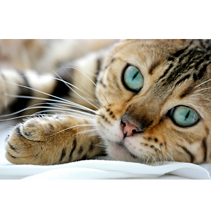 kinesiologie animale problèmes digestifs