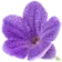 Lavander 3.webp