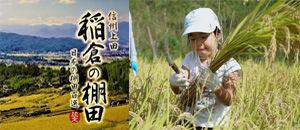 稲倉の棚田.jpg