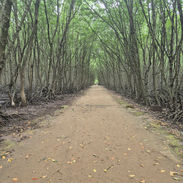 A trail through a mangrove in Can Gio