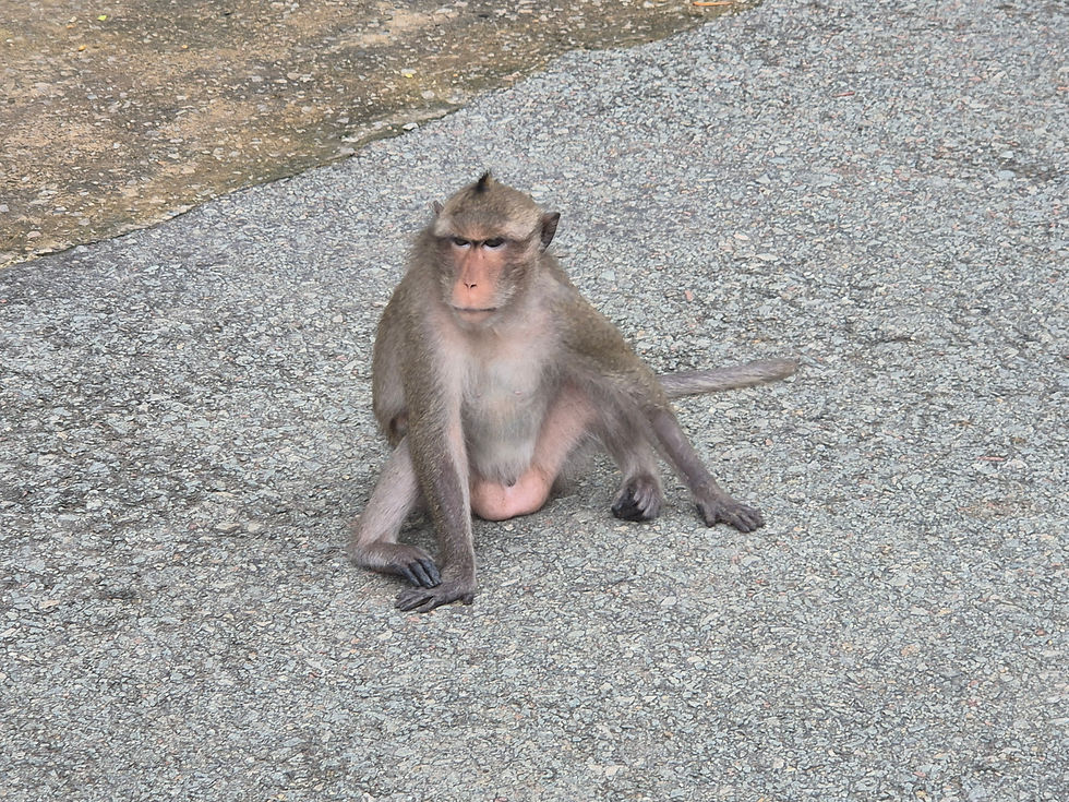 Monkey in Can Gio