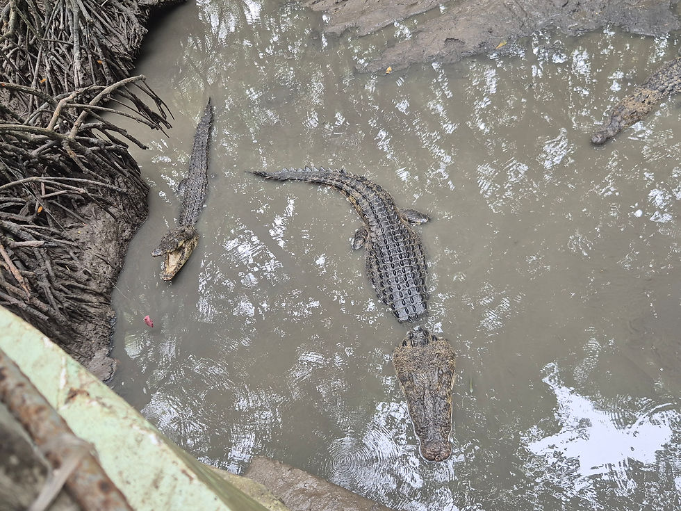 Feeding meat to crocodiles in can gio mangrove