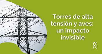 Torres de alta tensión y aves: un impacto invisible