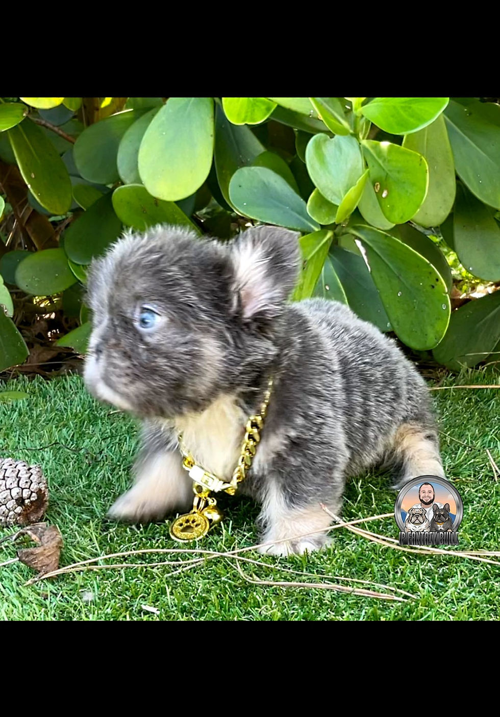 Thumbnail: Armani (FLOODLE)