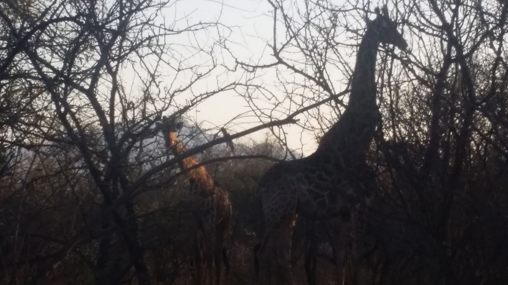 giraffe encounter on a bicycle in the estate
