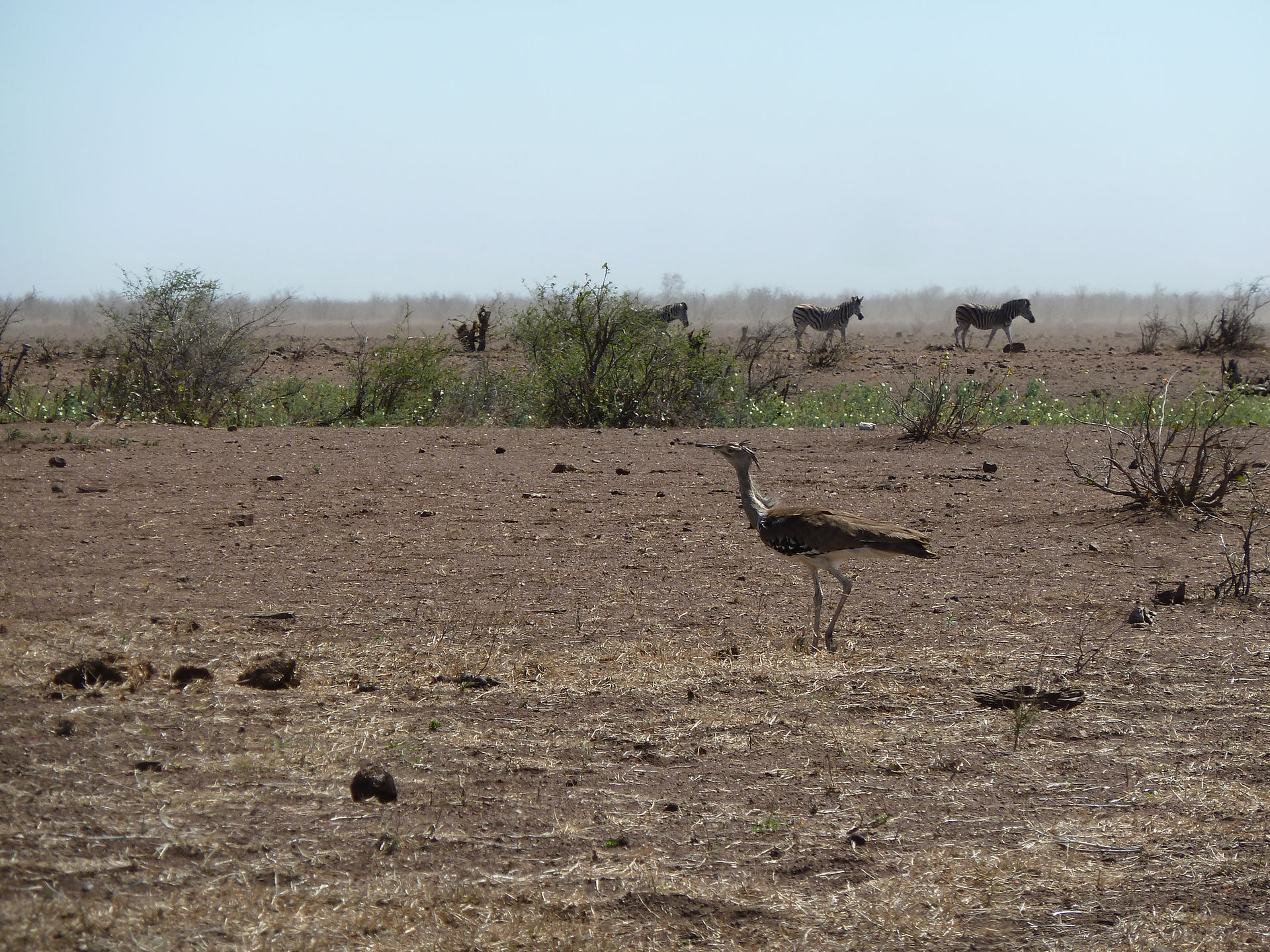 Kori bustard and zebra