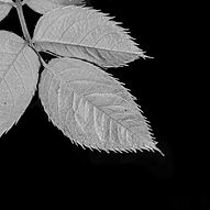 VishnuLohani_Rose Leaf