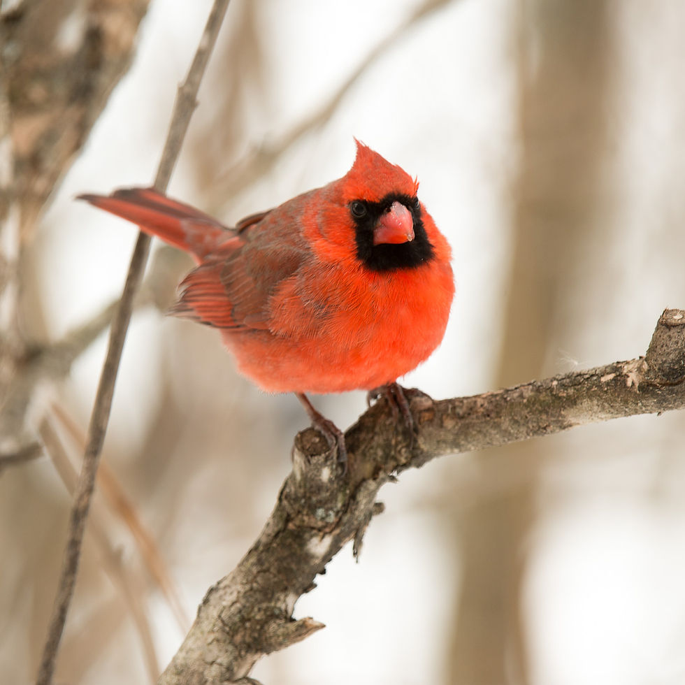 Male Cardinal