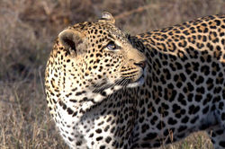 South Africa