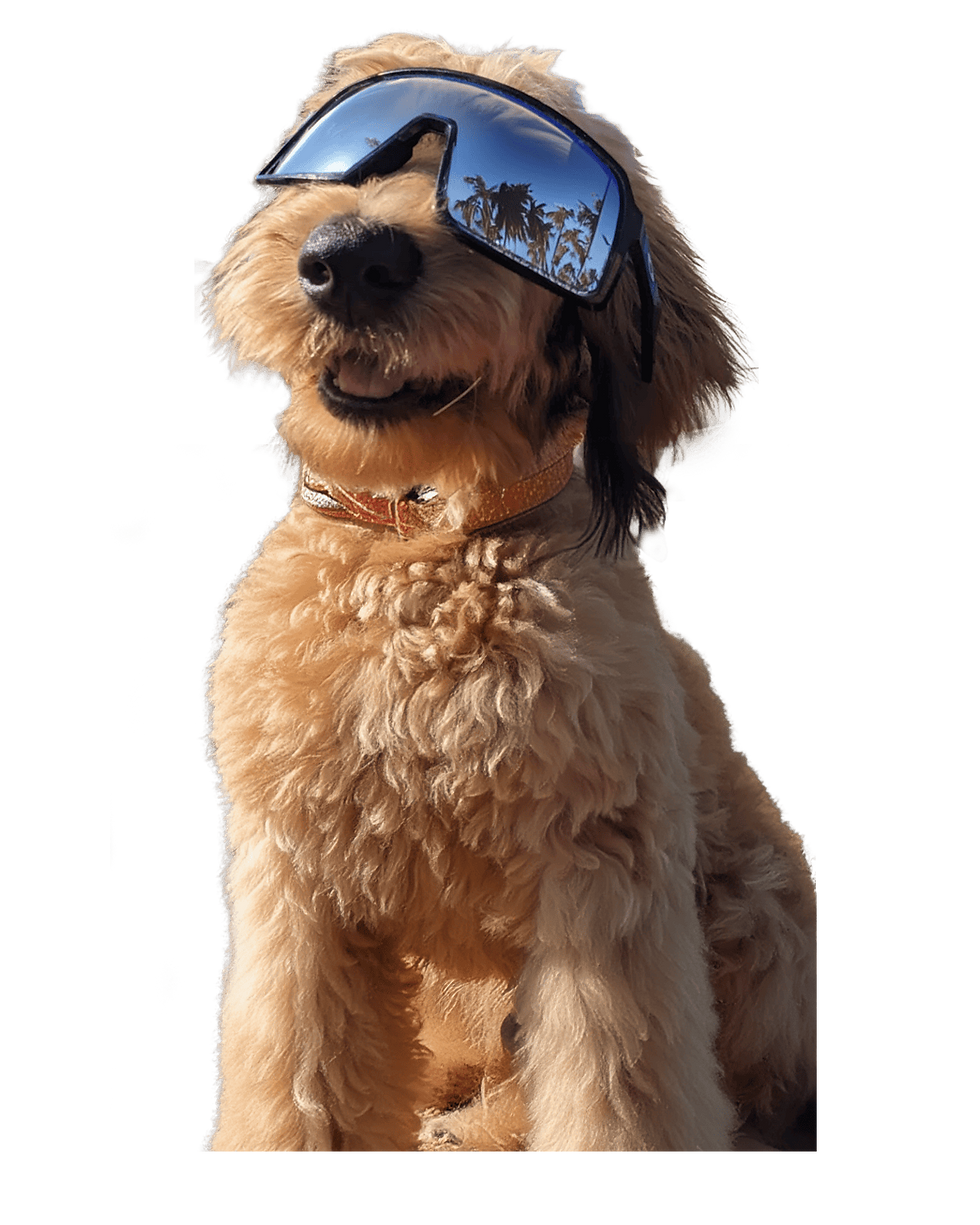 The image features a fluffy dog wearing large