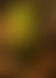 A lonely little fern.