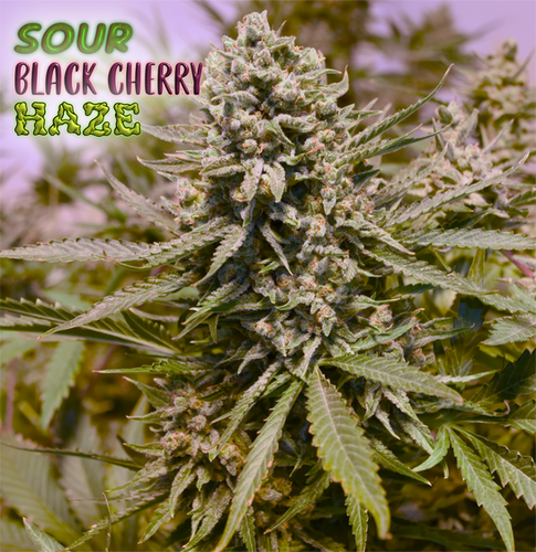 soura＿0211Acid Black Cherry Sour Black Cherry Haze : r/Autoflowers