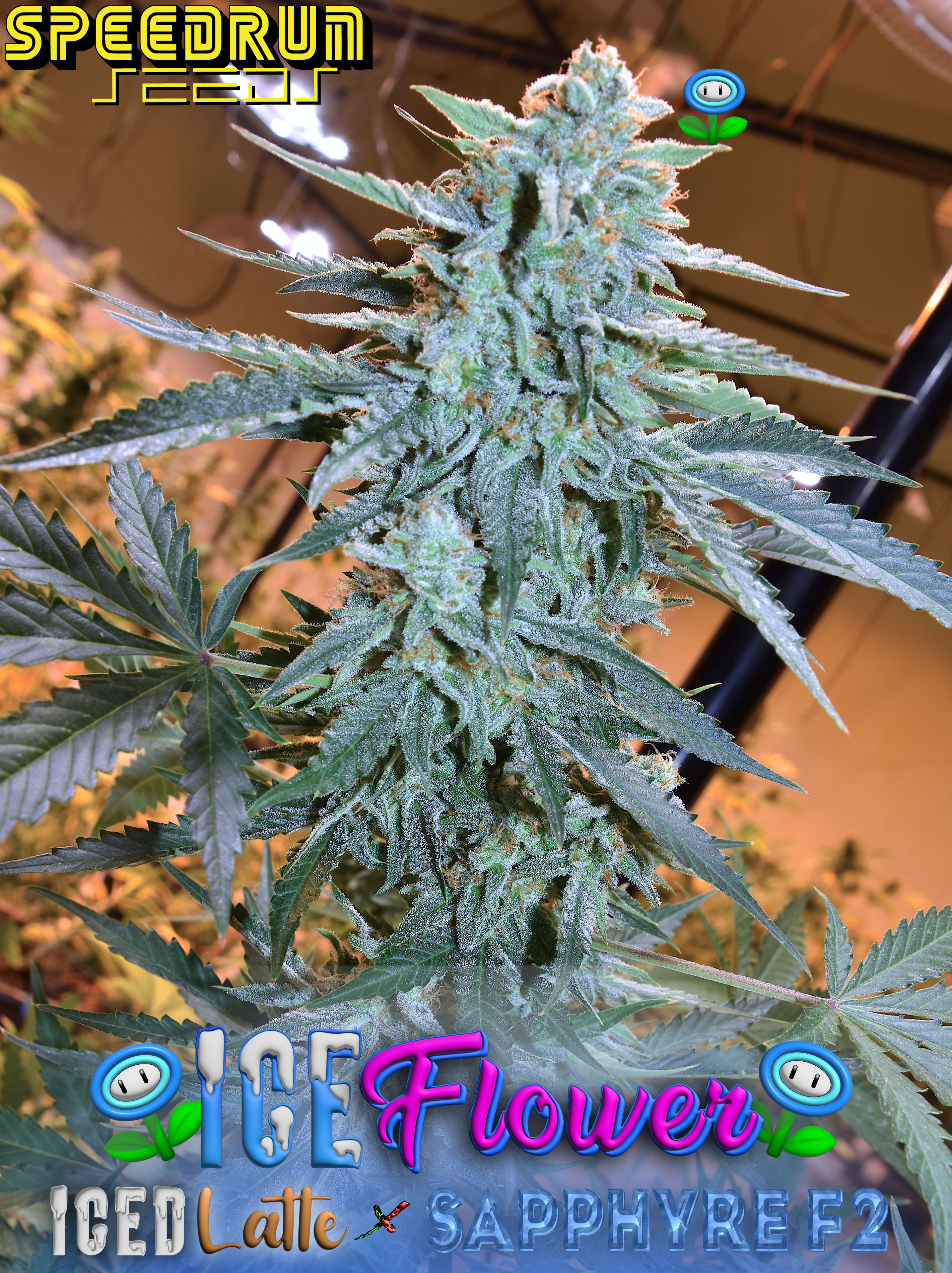 Ice Flower (4 seeds)