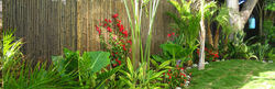tropical1.jpg