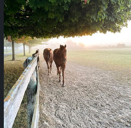 Horse in Paddock2.jpg