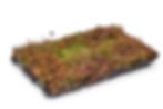 Thumbnail: Sedum cassettes 30 Liter premium Compleet pakket (per m2)
