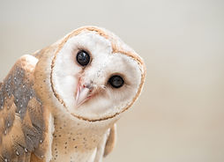 AdobeStock_103314814.jpeg