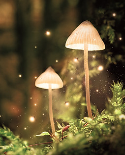 AdobeStock_232799333_edited.jpg