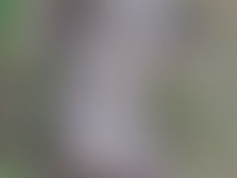 ASF - poważny problem !!!