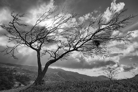 CARLOS_MORA,_(PanamaÌ)_Serie_Conversaci