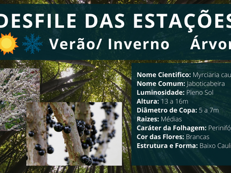 🤔 Conheça um pouco mais a Jaboticabeira;